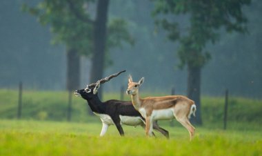 पारिस्थितिकी बहाली का छत्तीसगढ़ मॉडल - 'बारनवापारा में काले हिरणों की वापसी'