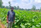 उद्यानिकी विभाग की योजना से बदली कमार कृषक की तकदीर