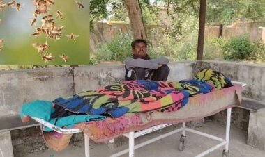CG : मधुमक्खियों के झुंड ने सास और दामाद पर किया हमला, महिला की मौत
