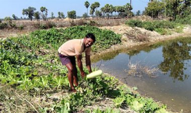 डबरी से समृद्धि : मत्स्य पालन और सब्जी उत्पादन से आत्मनिर्भर बने किसान वासम अब्बैया