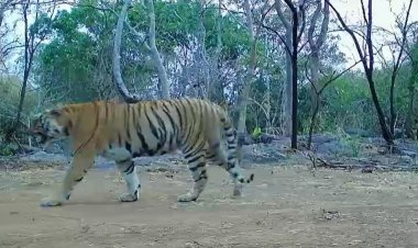 उदंती-सीतानदी में बाघिन की दस्तक, टाइगर रिजर्व के सुनहरे भविष्य की जगी उम्मीद