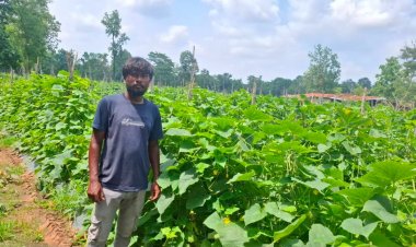 उद्यानिकी विभाग की योजना से बदली कमार कृषक की तकदीर