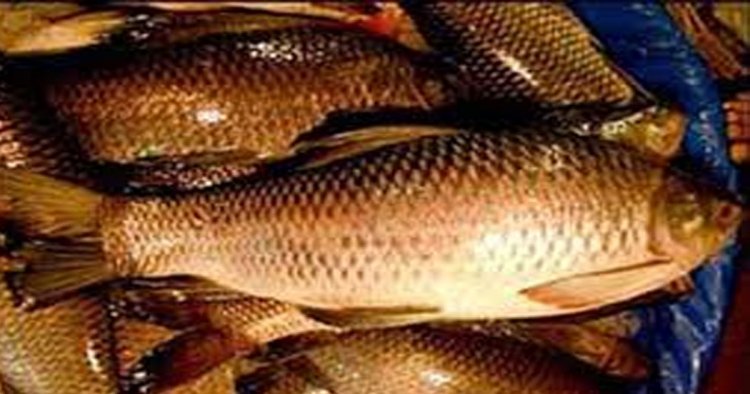 मछलियों के संरक्षण हेतु 15 अगस्त तक बंद ऋतु घोषित, मत्स्य आखेट पर रहेगा प्रतिबंध