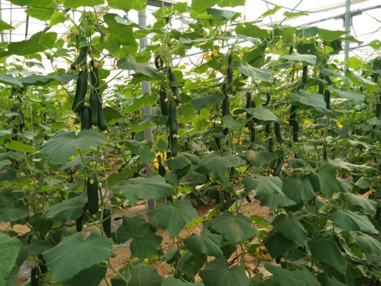 उद्यानिकी विभाग की योजना से बदली कमार कृषक की तकदीर