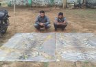 वन विभाग की बड़ी कार्रवाई, दो बाघ की खाल के साथ दो तस्कर गिरफ्तार