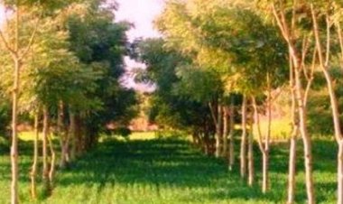 छत्तीसगढ़ में उद्योगों के लिए नया नियम, एक हेक्टेयर भूमि पर लगाने होंगे 2,500 पौधे