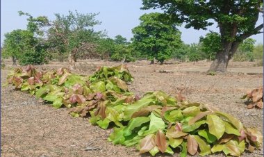 हरा सोना बना ग्रामीण परिवारों की आर्थिक ताकत