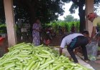 बिहान से बदली राह : 35 महिला किसानों ने 600 क्विंटल सब्जी उगाकर लिखी सफलता की नई कहानी