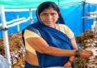 आत्मनिर्भरता की नई मिसाल- खेतों से मशरूम उत्पादन तक मिथिला दीदी ने लिखी सफलता की नई कहानी